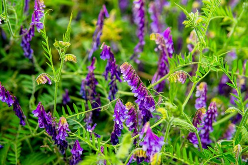 100 HAIRY CROWN VETCH (Russian Vetch) Vicia Villosa Flower Vine Seeds - Picture 6 of 8