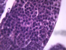 25PK Grasshopper Meiosis, Wholemount - Microscope Slides - 75x25mm - Eisco Labs