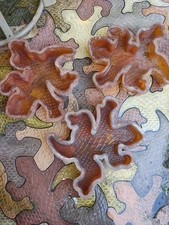 Geckostone Gecko Lizard Interlocking Paver Molds Tessellating Concrete Rare Set