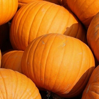 #ad JACK O LANTERN PUMPKIN SEEDS 15 VEGETABLE garden DECORATIVE FREE SHIPPING $2.10