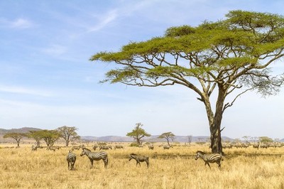 Herd of Zebras Eating Grass Savannahs of Africa Photo Art Print Poster 18x12