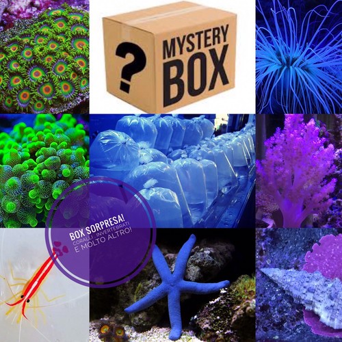 ✅SPECIALE Promo Box M Coralli Invertebrati Acquario Marino Box Sorpresa Rarità - Foto 2 di 8