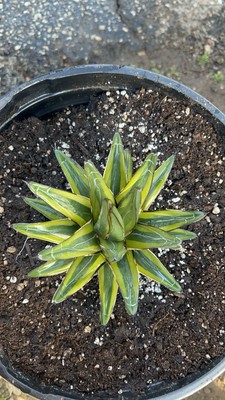 Agave victoria reginae ' yellow Variegated  15G pot 