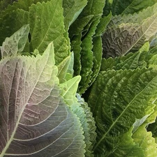 100+ Shiso Herb Seeds (Perilla) - Korean | Perilla frutescens var. frutescens US