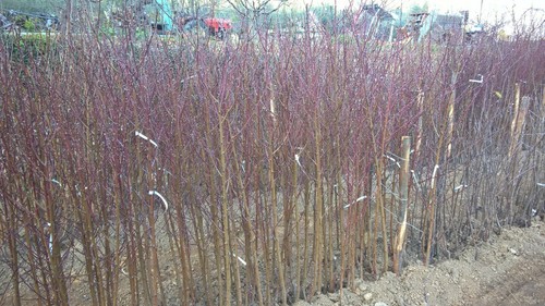 albero da frutto di Fico Fichi Fiche Dottato radice nuda