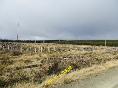 Foto 6x4 Fällfläche, Wauchope Forest Southdean kürzlich neu bepflanzter Block c2014