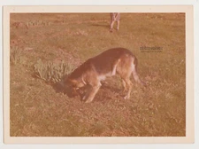 Digging His Own Joy Shepherd's Day in the Dirt No Questions Asked Snapshot Photo
