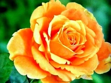 LARGE DARK ORANGE TABBY ROSE FLOWER SEEDS   This is a  U.S.A. TEXAS SHIPPED item