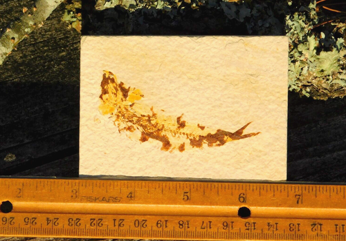 Knightia Fossil Fish Green River Formation from Wyoming for Collection Display - Picture 2 of 9