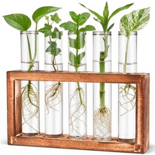 Desktop Glass Plant Propagation Station 5 Tubes