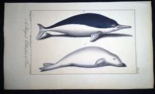 1834,P.L.OUDART ORIGINAL ENGR. FINE ANTiQUE WATERCOLOURING ON RARE DOLPHIN Y21