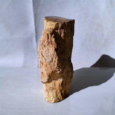 850g Polished PETRIFIED WOOD BRANCH Fossil Madagascar A3168 | eBay