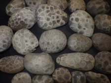 Unpolished Petoskey Stones 2 lbs 9.8 oz High Grade
