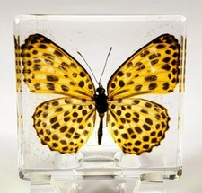 48mm Real Spotted Leopard Butterfly in Clear Lucite Preserved Timelaea Maculata