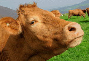 Cow Colourful Animal wall art printed on canvas 22/'/' X 16/" solid frame