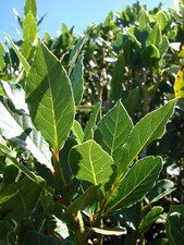 Laurus nobilis - 'Bay Leaf Tree' - Bay Laurel or Sweet Bay