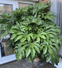 Japonica Fatsia Japanese - Large Plant 3Lt Pot Giant Leaf Plant Evergreen Shrub