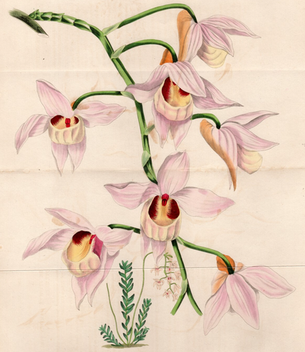 Paxton 1836 Antique hand-col. botanical print Dendrobium moschatum flower orchid - Picture 2 of 2