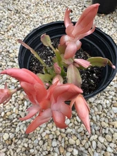 Thanksgiving Cactus Salmon Stater Plant Shipped Bareroot