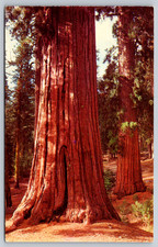 Postcard Yosemite National Park Giant Sequoias Mariposa Grove Redwood Trees CA