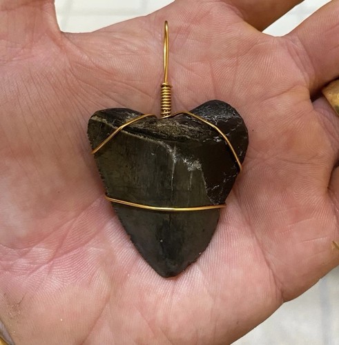 Megalodon shark tooth Fossil
