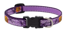 Lupine 1/2" Dog Collar or Leash - Trick or Treat Design
