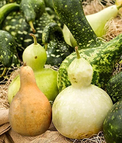 Kalabasse Mischung Calabash Gourd Mix Lagenaria siceraria 10+ Samen Seeds C 080