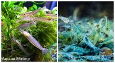  COMBO 10 1 Amano  10 1 Blue Jelly Freshwater Neocaridina Aquarium Shrimp