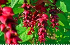 ☆ 5 boutures bio  Arbre aux faisans - Leycesteria Formosa - baies caramel !! 