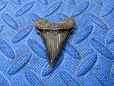 2.52 inch Angustidens shark tooth fossil from SC