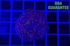 WYSIWYG Pink Tip Plate Coral