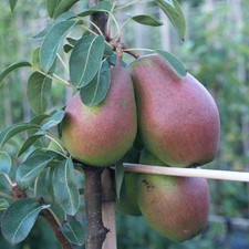 Gute Luise Herbstbirne sehr saftig süß Birnenbaum Buschbaum Halbstamm Hochstamm
