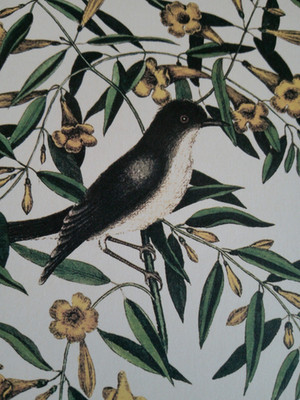 Colonial Williamsburg Blank Card Blackcap Flycatcher Mark Catesby Reproduction