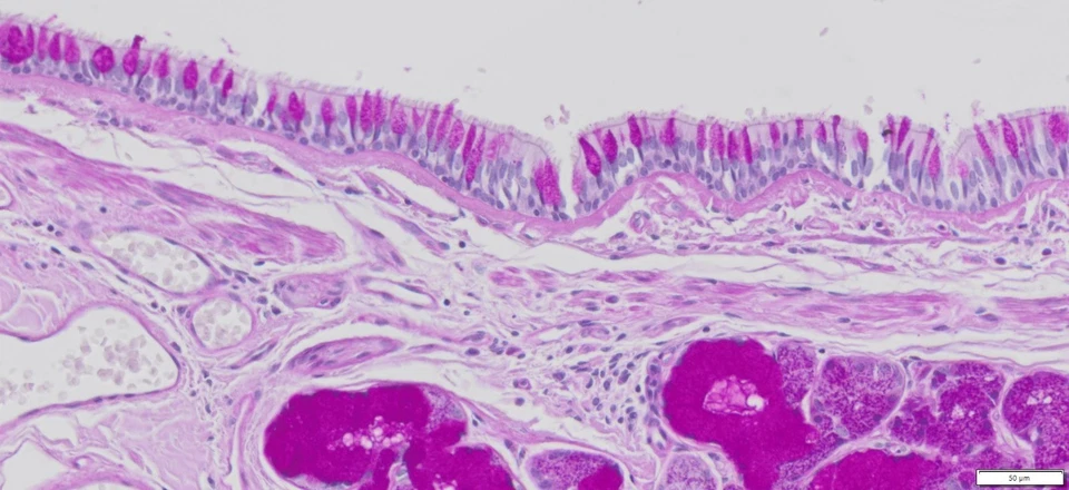 Kit de manchas VitroView™ PAS (Cat#VB-3004) Foto 3 de 4