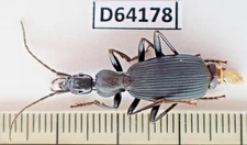 D64178. Insects, Beetles, Carabidae  sp. Vietnam, Nghe An
