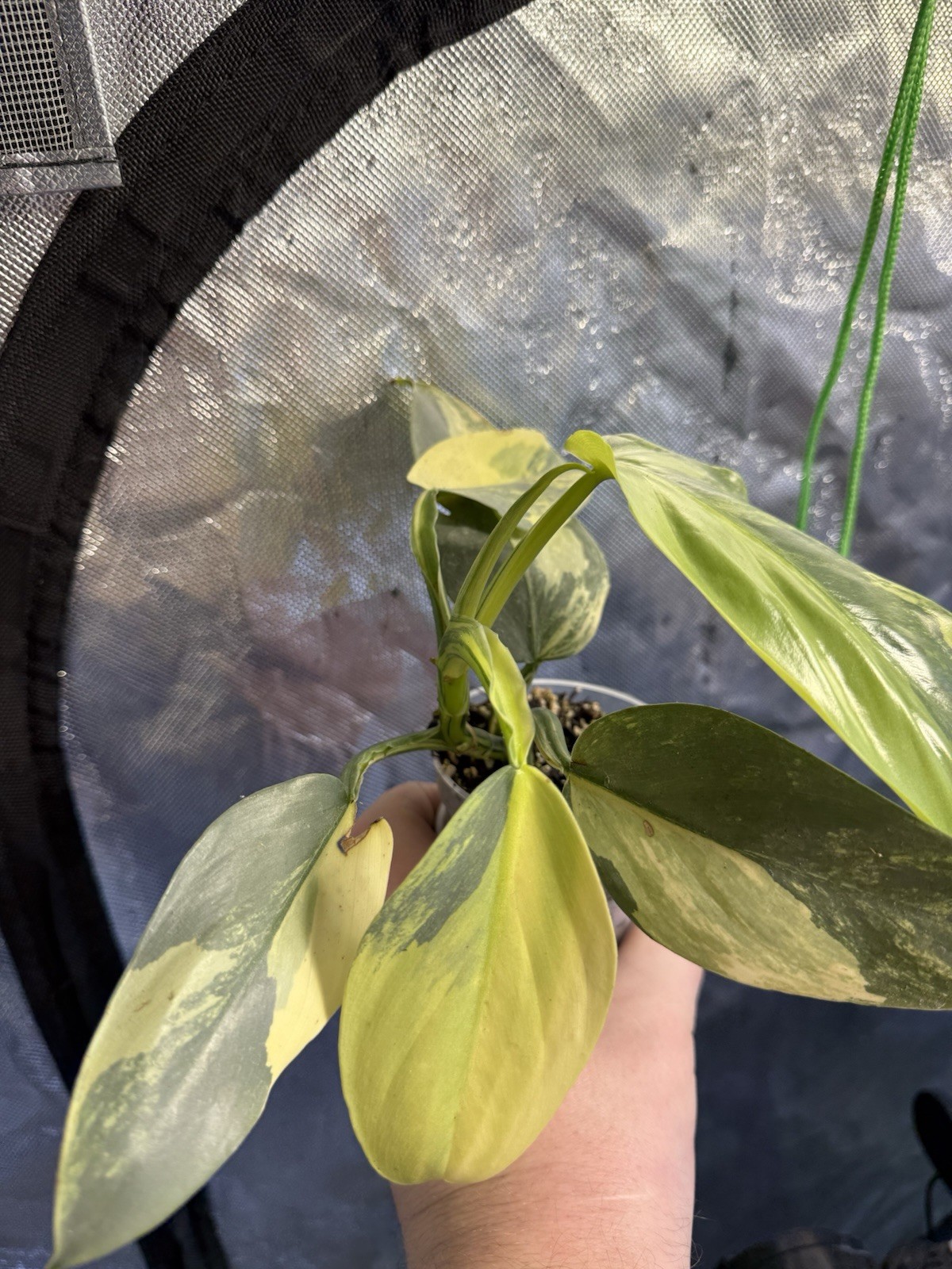 Variegated Silver Sword Live Plant Indoor