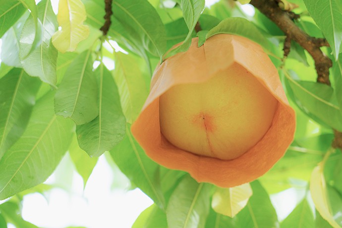 5 Very Rare Sweet BIG Japanese White Peaches Seeds Organic | eBay