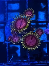 CE- WYSIWYG Purple Monster Zoanthid Frag Live Coral LPS SPS #R1GH3