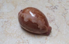 Cypraea rosea mappa singularis great pattern glossy red sea shell 78.3mm F+++