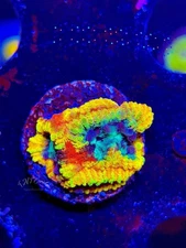 TNTcoral JF YELLOW SUBMARINE FAVIA-3/4-Frag-Live Coral-LPS-WYSIWYG-SPS-ZOA