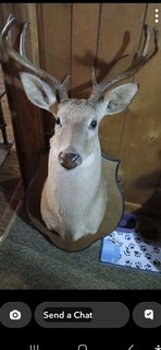Deer Mount. My daddy Passed Away And Looking To Re home His "Trophy" Deer.