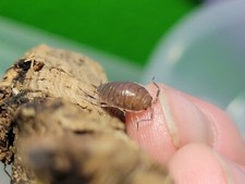 50 ct porcellionides pruinosus powdered blue live isopods