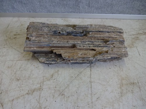 Petrified Wood 1 lbs 6 oz