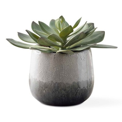 Uttermost 60261 Dudleya 10''W Succulent Artificial Plant in a - Green / Aged