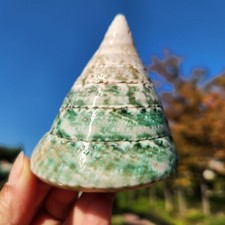 9cm Natural Polished Green Tower Conch Seashell Philippines Aquarium Tank Decor