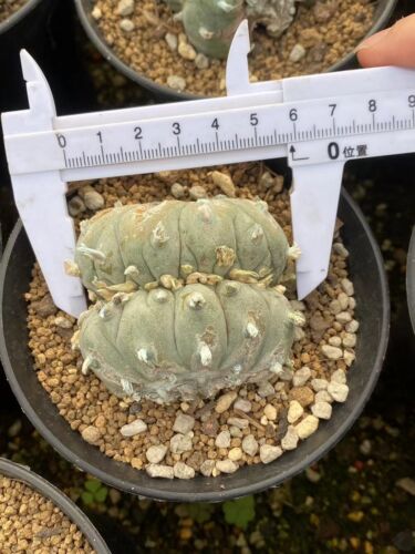 Astrophytum aztekium Thick Crest Forme L-Willy Rare Succulent living plant 6CM - Picture 3 of 6
