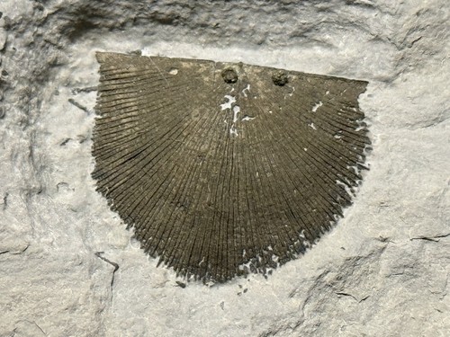 Fossil-Large Killer Pyritized Waldron Shale Brachiopod-Trilobite Crinoid