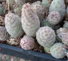 Tephrocactus articulatus v. inermis Knob Cone Few Paper Spines Cactus 4x