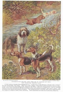 Otterhound / Harrier Hound - CUSTOM MATTED - 1937 Vintage Color Dog Art Print