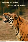 Postcard - Animals - Beasts - Tiger - Message Card - CPM - See Scans Re